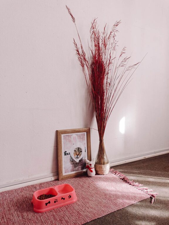How to Set Up a Pet-Friendly Home Corner for Your Furry Friend
